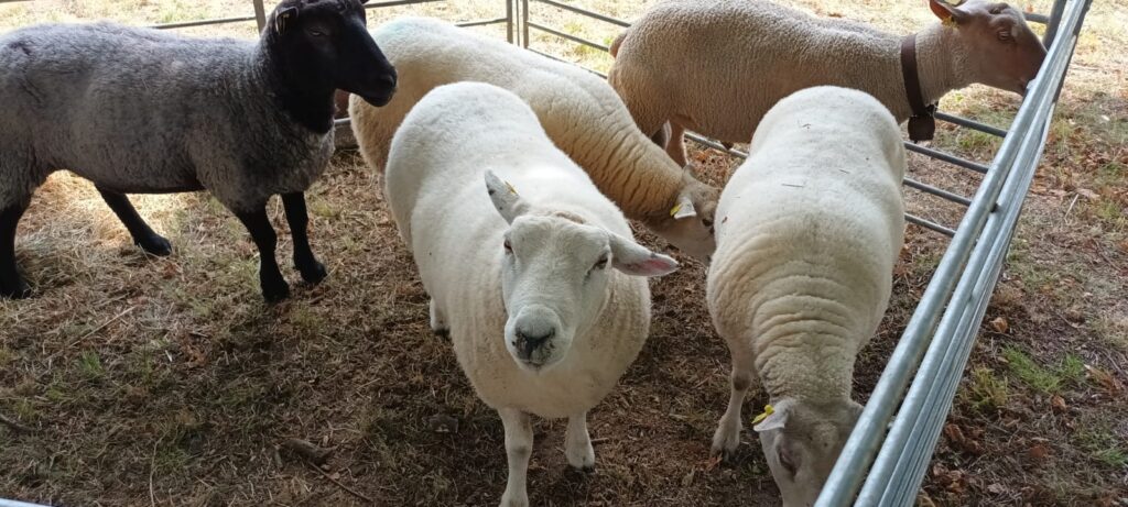 Des moutons, nous recrutons